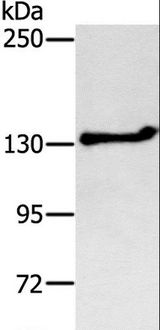 SDCCAG1 / NEMF Antibody - Western blot analysis of Jurkat cell, using NEMF Polyclonal Antibody at dilution of 1:200.