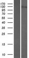 SDCCAG1 / NEMF Protein - Western validation with an anti-DDK antibody * L: Control HEK293 lysate R: Over-expression lysate