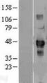SDCCAG3 Protein - Western validation with an anti-DDK antibody * L: Control HEK293 lysate R: Over-expression lysate