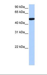 SDE2 / C1orf55 Antibody - 721_B cell lysate. Antibody concentration: 0.5 ug/ml. Gel concentration: 12%.  This image was taken for the unconjugated form of this product. Other forms have not been tested.