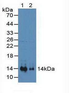 SDF1 / CXCL12 Antibody - Western Blot; Sample: Lane1: Mouse Heart Tissue; Lane2: Mouse Kidney Tissue.