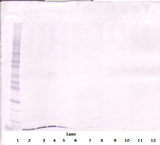 SDF1 / CXCL12 Antibody - Anti-Murine SDF-1a (CXCL12) Western Blot Reduced