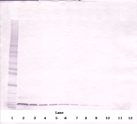 SDF1 / CXCL12 Antibody - Anti-Murine SDF-1a (CXCL12) Western Blot Unreduced