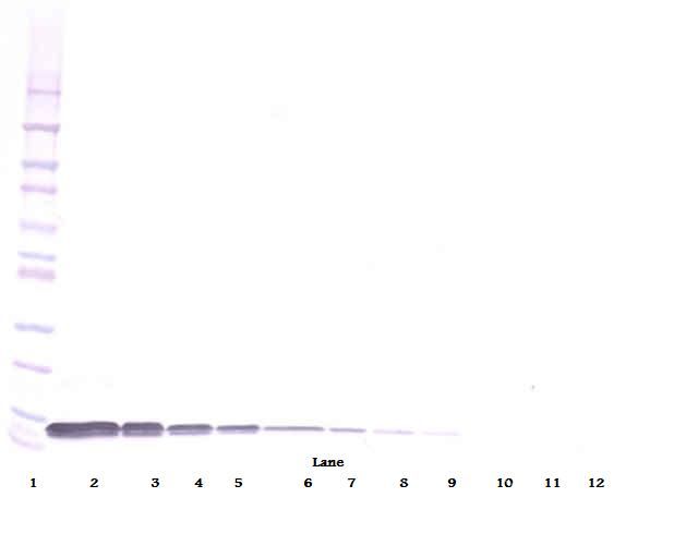 SDF1 / CXCL12 Antibody - Western Blot (non-reducing) of SDF-1 / CXCL12 antibody. This image was taken for the unconjugated form of this product. Other forms have not been tested.