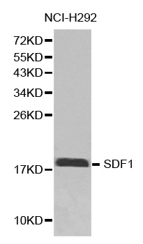 SDF1 / CXCL12 Antibody - Western blot analysis of extracts of NCI-H292 cells, using CXCL12 antibody. The secondary antibody used was an HRP Goat Anti-Rabbit IgG (H+L) at 1:10000 dilution. Lysates were loaded 25ug per lane and 3% nonfat dry milk in TBST was used for blocking.