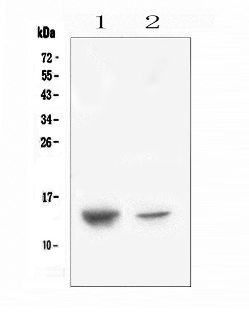 SDF1 / CXCL12 Antibody - Western blot analysis of CXCL12 using anti-CXCL12 antibody. Electrophoresis was performed on a 5-20% SDS-PAGE gel at 70V (Stacking gel) / 90V (Resolving gel) for 2-3 hours. The sample well of each lane was loaded with 50ug of sample under reducing conditions. Lane 1: human placenta tissue lysates,Lane 2: human A431 whole cell lysate. After Electrophoresis, proteins were transferred to a Nitrocellulose membrane at 150mA for 50-90 minutes. Blocked the membrane with 5% Non-fat Milk/ TBS for 1.5 hour at RT. The membrane was incubated with rabbit anti-CXCL12 antigen affinity purified polyclonal antibody at 0.5 µg/mL overnight at 4°C, then washed with TBS-0.1% Tween 3 times with 5 minutes each and probed with a goat anti-rabbit IgG-HRP secondary antibody at a dilution of 1:10000 for 1.5 hour at RT. The signal is developed using an Enhanced Chemiluminescent detection (ECL) kit with Tanon 5200 system. A specific band was detected for CXCL12 at approximately 14KD. The expected band size for CXCL12 is at 11KD.