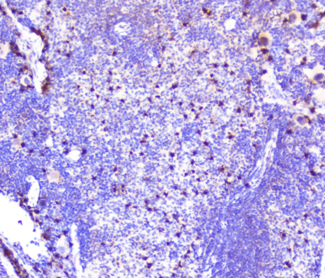 SDF1 / CXCL12 Antibody - IHC analysis of CXCL12 using anti-CXCL12 antibody. CXCL12 was detected in paraffin-embedded section of mouse spleen tissue. Heat mediated antigen retrieval was performed in citrate buffer (pH6, epitope retrieval solution) for 20 mins. The tissue section was blocked with 10% goat serum. The tissue section was then incubated with 1µg/ml rabbit anti-CXCL12 Antibody overnight at 4°C. Biotinylated goat anti-rabbit IgG was used as secondary antibody and incubated for 30 minutes at 37°C. The tissue section was developed using Strepavidin-Biotin-Complex (SABC) with DAB as the chromogen.