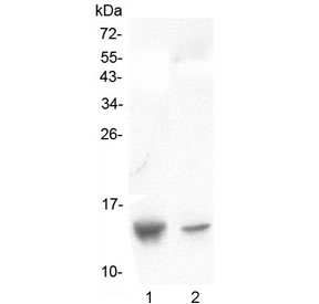 SDF1 / CXCL12 Antibody - Western blot testing of human 1) placenta and 2) A431 lysate with CXCL12 antibody at 0.5ug/ml. Expected molecular weight: 9-12 kDa.