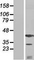 SDF1 / CXCL12 Protein - Western validation with an anti-DDK antibody * L: Control HEK293 lysate R: Over-expression lysate