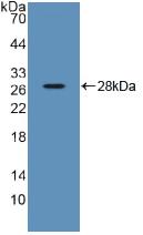 SDF2 Antibody - Western Blot; Sample: Recombinant SDF2, Human.
