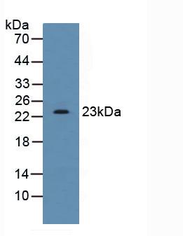 SDF2 Antibody - Western Blot; Sample: Human HepG2 Cells.