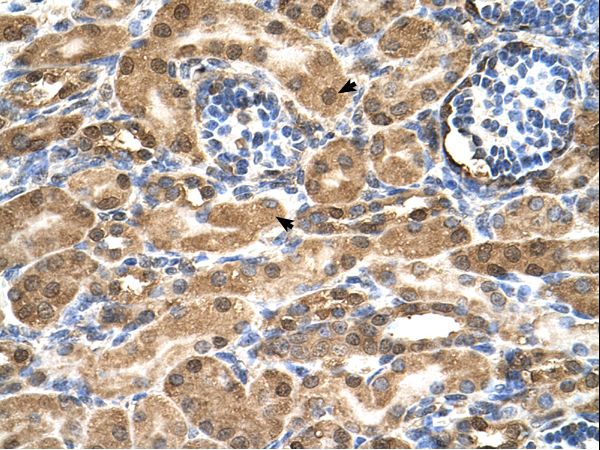 SDF2 Antibody - SDF2 antibody SDF2(stromal cell-derived factor 2) Antibody was used in IHC to stain formalin-fixed, paraffin-embedded human kidney.  This image was taken for the unconjugated form of this product. Other forms have not been tested.