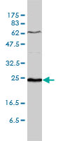 SDF2 Antibody - SDF2 monoclonal antibody (M01), clone 3G7-1D6 Western blot of SDF2 expression in WI-38.