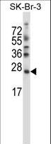 SDF2L1 Antibody - SDF2L1 Antibody western blot of SK-BR-3 cell line lysates (35 ug/lane). The SDF2L1 antibody detected the SDF2L1 protein (arrow).