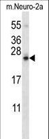 SDF2L1 Antibody - SDF2L1 Antibody western blot of mouse Neuro-2a cell line lysates (35 ug/lane). The SDF2L1 antibody detected the SDF2L1 protein (arrow).