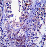 SDF2L1 Antibody - SDF2L1 Antibody immunohistochemistry of formalin-fixed and paraffin-embedded human testis tissue followed by peroxidase-conjugated secondary antibody and DAB staining.