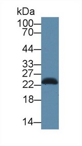 SDF2L1 Antibody - Western Blot; Sample: Mouse Pancreas lysate; Primary Ab: 1µg/ml Rabbit Anti-Human SDF2L1 Antibody Second Ab: 0.2µg/mL HRP-Linked Caprine Anti-Rabbit IgG Polyclonal Antibody