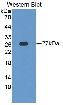 SDF2L1 Antibody - Western Blot; Sample: Recombinant protein.