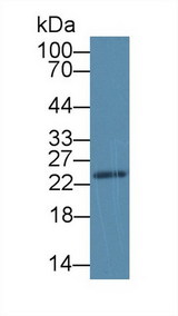 SDF2L1 Antibody - Western Blot; Sample: Mouse Pancreas lysate; Primary Ab: 1µg/ml Rabbit Anti-Mouse SDF2L1 Antibody Second Ab: 0.2µg/mL HRP-Linked Caprine Anti-Rabbit IgG Polyclonal Antibody