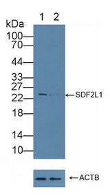 SDF2L1 Antibody - Knockout Varification: Lane 1: Wild-type K562 cell lysate; Lane 2: SDF2L1 knockout K562 cell lysate; Predicted MW: 24kd Observed MW: 24kd Primary Ab: 1µg/ml Rabbit Anti-Human SDF2L1 Antibody Second Ab: 0.2µg/mL HRP-Linked Caprine Anti-Rabbit IgG Polyclonal Antibody