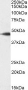 SDF4 Antibody - SDF4 biotinylated antibody (0.1µg/ml) staining of Jurkat lysate (35µg protein in RIPA buffer). Primary incubation was 1 hour. Detected by chemiluminescence, using streptavidin-HRP and using NAP blocker as a substitute for skimmed milk.