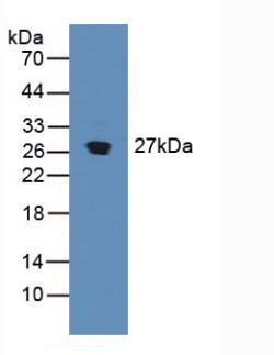 SDF4 Antibody - Western Blot; Sample: Mouse Pancreas Tissue.