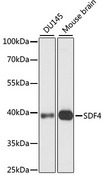 SDF4 Antibody - Western blot analysis of extracts of various cell lines, using SDF4 antibody at 1:1000 dilution. The secondary antibody used was an HRP Goat Anti-Rabbit IgG (H+L) at 1:10000 dilution. Lysates were loaded 25ug per lane and 3% nonfat dry milk in TBST was used for blocking. An ECL Kit was used for detection and the exposure time was 90s.