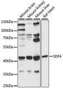 SDF4 Antibody - Western blot analysis of extracts of various cell lines, using SDF4 antibody at 1:1000 dilution. The secondary antibody used was an HRP Goat Anti-Rabbit IgG (H+L) at 1:10000 dilution. Lysates were loaded 25ug per lane and 3% nonfat dry milk in TBST was used for blocking. An ECL Kit was used for detection and the exposure time was 60s.