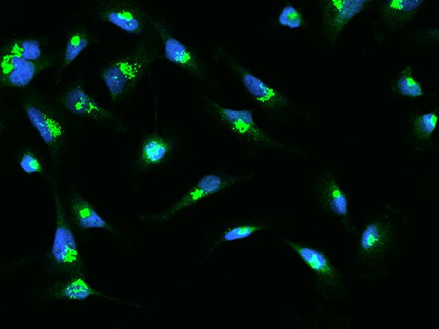 SDF4 Antibody - Immunofluorescence staining of SDF4 in U251MG cells. Cells were fixed with 4% PFA, permeabilzed with 0.1% Triton X-100 in PBS, blocked with 10% serum, and incubated with rabbit anti-Human SDF4 polyclonal antibody (dilution ratio 1:200) at 4°C overnight. Then cells were stained with the Alexa Fluor 488-conjugated Goat Anti-rabbit IgG secondary antibody (green) and counterstained with DAPI (blue). Positive staining was localized to Cytoplasm.
