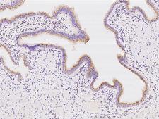SDF4 Antibody - Immunochemical staining of human SDF4 in human gallbladder with rabbit polyclonal antibody at 1:500 dilution, formalin-fixed paraffin embedded sections.