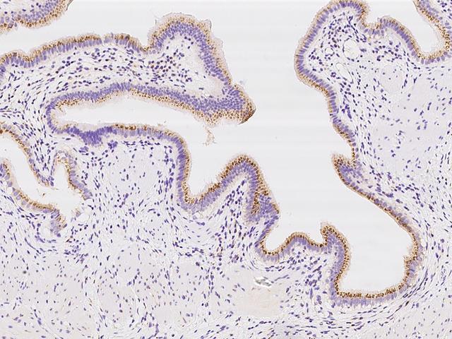 SDF4 Antibody - Immunochemical staining of human SDF4 in human gallbladder with rabbit polyclonal antibody at 1:500 dilution, formalin-fixed paraffin embedded sections.