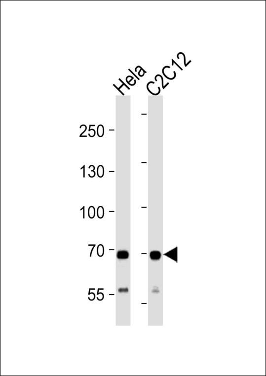 SDHA Antibody - SDHA Antibody western blot of HeLa and mouse C2C12 cell line lysates (35 ug/lane). The DHSA antibody detected the DHSA protein (arrow).