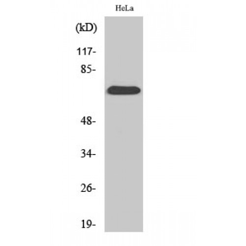 SDHA Antibody - Western blot of SDHA antibody