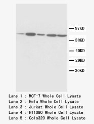 SDHA Antibody -  This image was taken for the unconjugated form of this product. Other forms have not been tested.