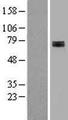 SDHA Protein - Western validation with an anti-DDK antibody * L: Control HEK293 lysate R: Over-expression lysate