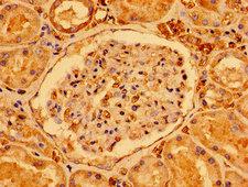 SDHAF1 Antibody - Immunohistochemistry image of paraffin-embedded human kidney tissue at a dilution of 1:100