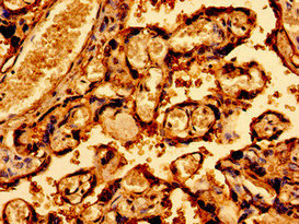 SDHAF1 Antibody - Immunohistochemistry image of paraffin-embedded human placenta tissue at a dilution of 1:100