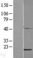 SDHAF2 Protein - Western validation with an anti-DDK antibody * L: Control HEK293 lysate R: Over-expression lysate
