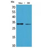 SDHB Antibody - Western blot of SDHB antibody