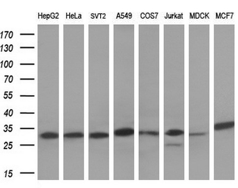 SDHB Antibody - Western blot analysis of extracts. (10ug) from 8 different cell lines by using anti-SDHB monoclonal antibody. (1:200)