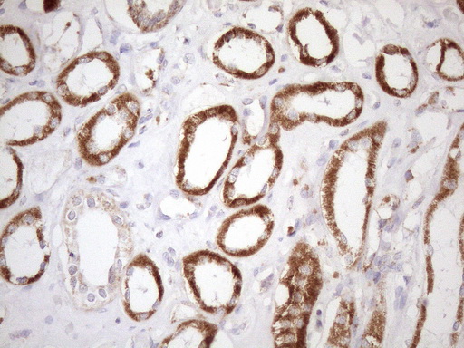 SDHB Antibody - Immunohistochemical staining of paraffin-embedded Human Kidney tissue within the normal limits using anti-SDHB mouse monoclonal antibody. (Heat-induced epitope retrieval by 1mM EDTA in 10mM Tris buffer. (pH8.5) at 120°C for 3 min. (1:150)
