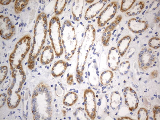 SDHB Antibody - Immunohistochemical staining of paraffin-embedded Human Kidney tissue within the normal limits using anti-SDHB mouse monoclonal antibody. (Heat-induced epitope retrieval by 1mM EDTA in 10mM Tris buffer. (pH8.0) at 120°C for 2.5 min. (1:300)