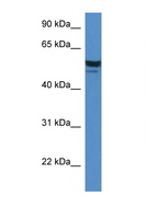 SDR / SDPR Antibody - SDPR antibody Western blot of Mouse Heart lysate. Antibody concentration 1 ug/ml. This image was taken for the unconjugated form of this product. Other forms have not been tested.