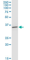 SDR9C1 / BDH1 Antibody - BDH1 monoclonal antibody (M03), clone 4B3. Western Blot analysis of BDH1 expression in NIH/3T3.