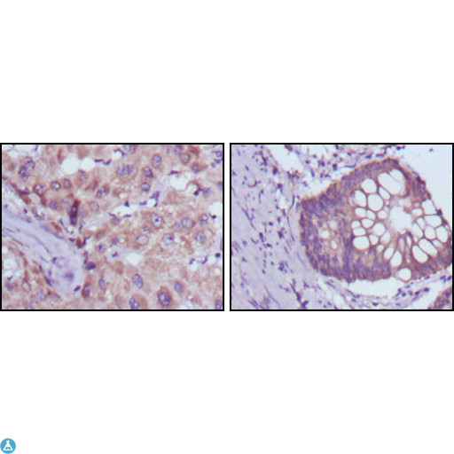 SDR9C1 / BDH1 Antibody - Western Blot (WB) analysis using BDH1 Monoclonal Antibody against HepG2 (1) and NIH/3T3 (2) cell lysate.
