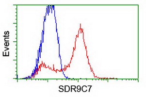 SDR9C7 Antibody - HEK293T cells transfected with either overexpress plasmid (Red) or empty vector control plasmid (Blue) were immunostained by anti-SDR9C7 antibody, and then analyzed by flow cytometry.