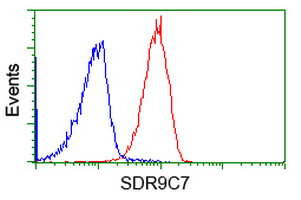 SDR9C7 Antibody - Flow cytometry of Jurkat cells, using anti-SDR9C7 antibody (Red), compared to a nonspecific negative control antibody (Blue).