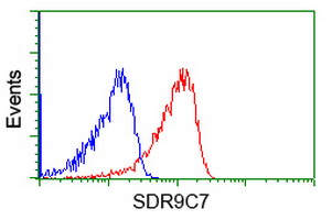 SDR9C7 Antibody - Flow cytometry of Jurkat cells, using anti-SDR9C7 antibody, (Red), compared to a nonspecific negative control antibody, (Blue).