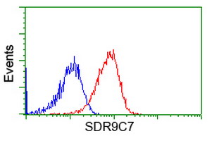 SDR9C7 Antibody - Flow cytometry of HeLa cells, using anti-SDR9C7 antibody, (Red), compared to a nonspecific negative control antibody, (Blue).