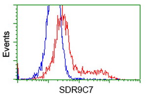 SDR9C7 Antibody - HEK293T cells transfected with either overexpress plasmid (Red) or empty vector control plasmid (Blue) were immunostained by anti-SDR9C7 antibody, and then analyzed by flow cytometry.